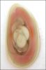 GUADALAJARA JASPER DESIGNER CABOCHON (Mexico) � 8.6 ct.